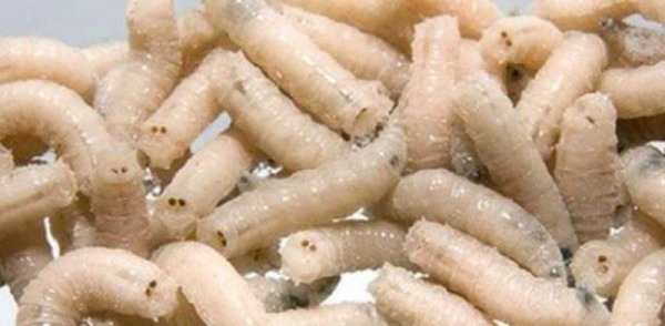 ТОП 8 лучших приманок для ловли карпа