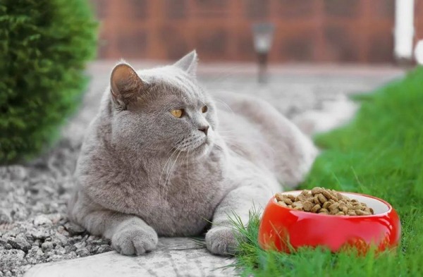 Рейтинг лучших кормов для британских кошек