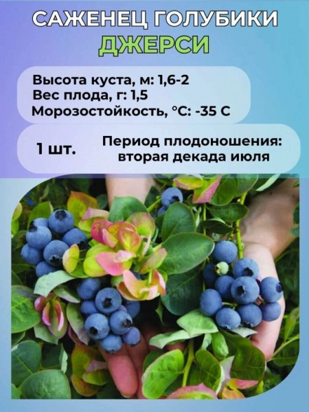 Рейтинг лучших сортов голубики на 2025 год