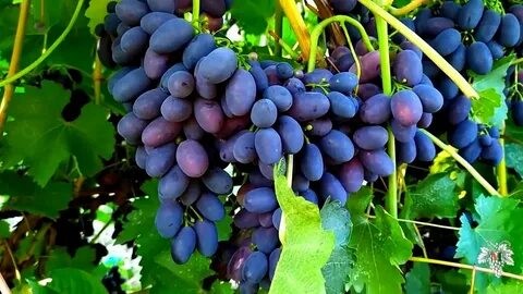 Рейтинг лучших винных сортов винограда для средней полосы на 2025 год Рейтинг лучших винных сортов винограда для средней полосы на 2025 год