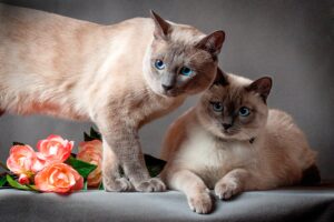 Рейтинг лучших сухих кормов для кошек по составу и качеству на 2026 год