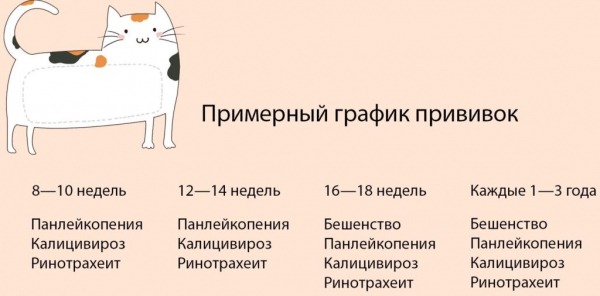 Рейтинг лучших вакцин для кошек на 2026 год